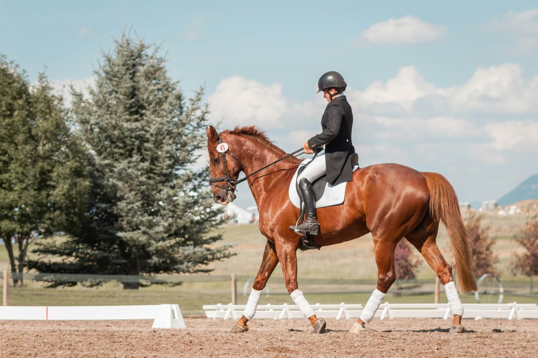 Equestrian First Aid